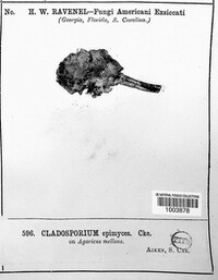 Cladosporium epimyces image